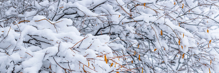 Obraz premium Snow on the branches of trees and bushes after a snowfall. Beautiful winter background with snow-covered trees. Autumn leaves on plants in a forest park. Cold snowy weather. Cool texture of fresh snow