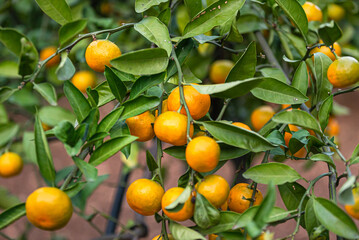 Orange Ripe tangerines fruits on tree