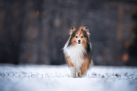 dog portrait in the snow