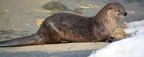 Otters are carnivorous mammals in the subfamily Lutrinae. The 13 extant otter species are all...