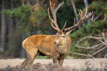 Male red deer stag, cervus elaphus, rutting