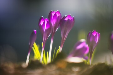 Makrofoto von frühlingshaftem Krokus