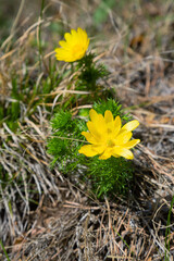 Wild spring bright yellow flowers "Spring Adonis" in the fields of the Urals