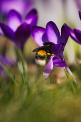 Makrofoto von frühlingshaftem Krokus