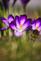 Makrofoto von frühlingshaftem Krokus