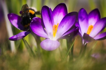 Makrofoto von frühlingshaftem Krokus