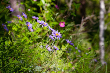 Russian aster alpine many purple flowers