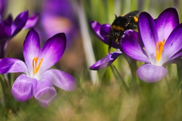 Makrofoto von frühlingshaftem Krokus