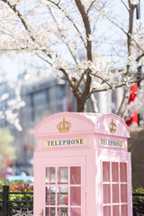 Pink Telephone Booth in China With Blooming Sakura Tree at spring season