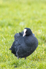 Eurasian coot, Fulica atra walking a green field