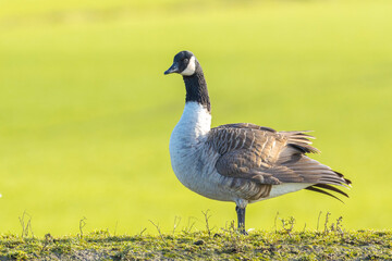 Canadian goose Branta canadensis in a meadow
