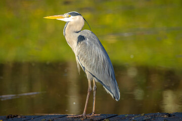 Grey heron, Ardea cinerea, hunting and fishing