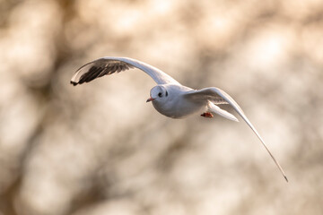 Black-headed gull, Chroicocephalus ridibundus, flying