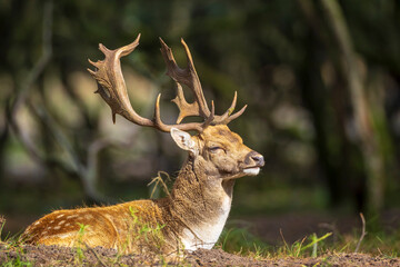 Fallow deer stag rut during Autumn season.