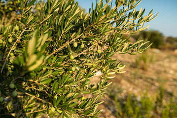 growing green olives on olive tree
