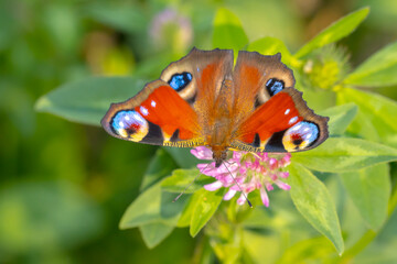 Aglais io, Peacock butterfly pollinating on flowers. Top view, open wings