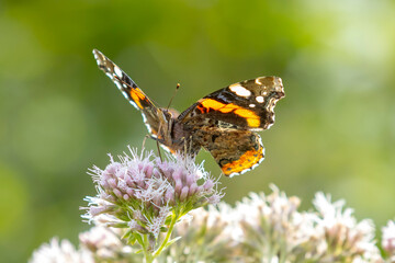 Red Admiral butterfly, Vanessa atalanta, feeding