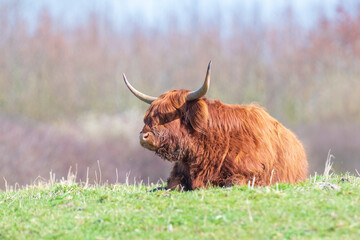 Closeup of brown red Highland cattle, Scottish cattle breed Bos taurus with big long horns