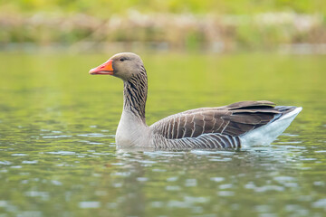 Greylag goose, Anser Anser, swimming in water