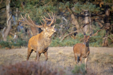 Male red deer stag, cervus elaphus, rutting