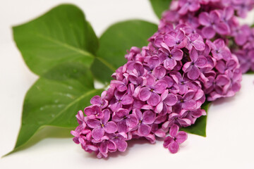 Purple lilac flowers with green foliage lying on a white background