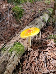 amanite tue mouche champignon Québec