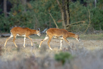 Mouflon (Ovis gmelini) in a forest