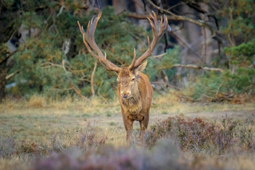 Male red deer stag, cervus elaphus, rutting