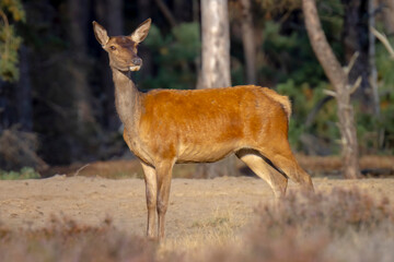 Female Red Deer doe or hind, Cervus elaphus