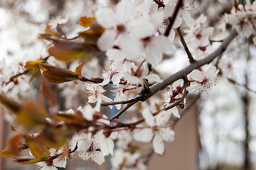 Obraz premium Blossom in spring