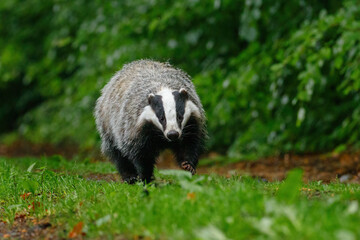 Obraz premium Badger in colorful green forest. European badger, Meles meles, sniffs about prey in wet grass. Rainy day in nature. Wildlife scene from summer. Black and white striped animal. Nocturnal wild beast.