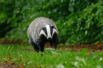 Badger in colorful green forest. European badger, Meles meles, sniffs about prey in wet grass. Rainy day in nature. Wildlife scene from summer. Black and white striped animal. Nocturnal wild beast.