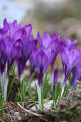 Crocus vernus