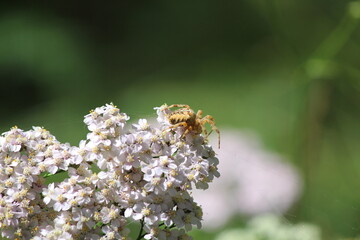 spider and yarrow