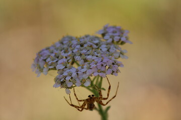 yarrow and spider