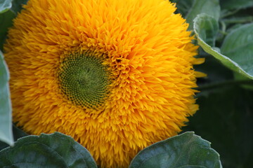 ornamental sunflower