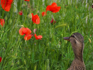 poppies with duck
