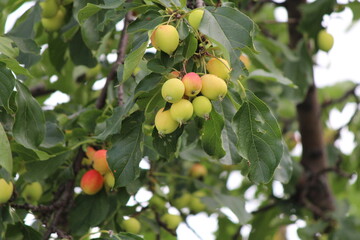 apples on tree