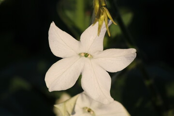 Tobacco flower
