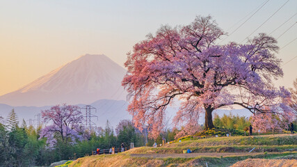 わに塚の桜　富士山　朝焼け