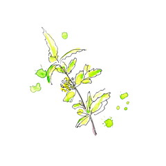 Watercolor sketch, green branch on a white background
