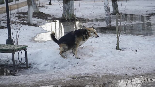 An old dog shits in the spring in the park in the snow. Shooting in slow motion. Juicy moment