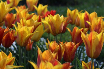 Verschiedene Tulpensorten