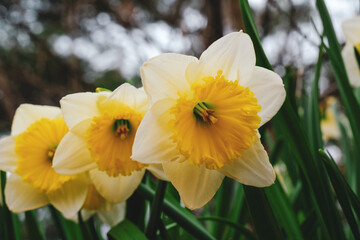 Three daffodils in a row