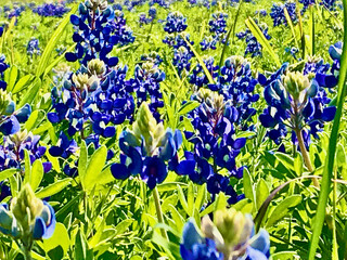 Bluebonnets, the state flower of Texas