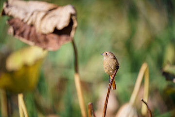 枯れ枝にとまるジョウビタキ