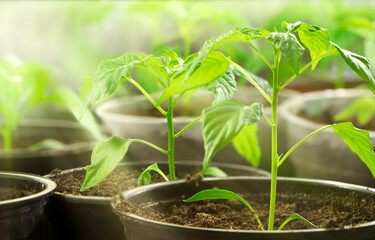 Young seedlings of pepper. Green sprout of young plant. Gardening. Growing of plant