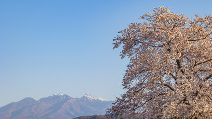満開の桜と八ヶ岳