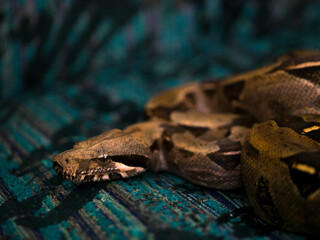 Boa constrictora reptil salvaje