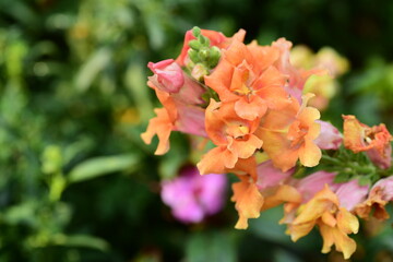 orange snapdragon flowers (Bunny rabbits, Antirrhinum majus) blossom in a garden, Decoration plant, Spring season